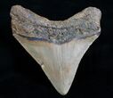 Inch Posterior Megalodon Tooth #4596-1